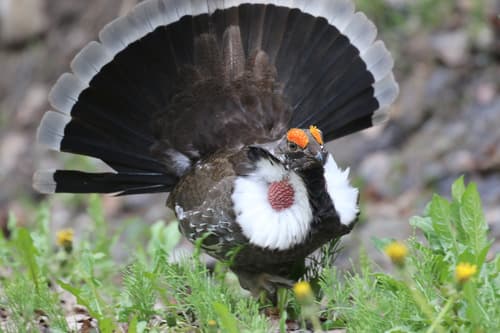 Dusky Grouse