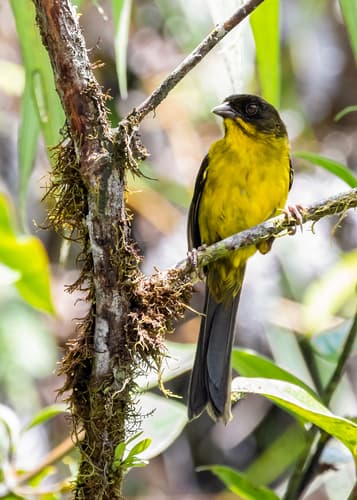 Dusky-headed Brushfinch