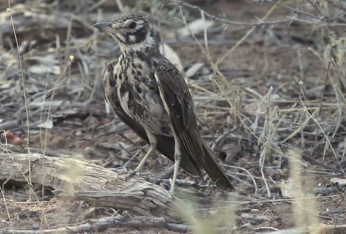 Dusky Lark