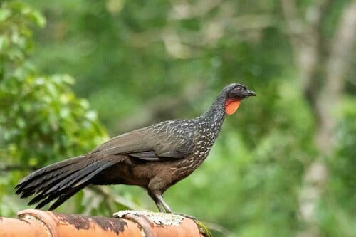 Dusky-legged Guan