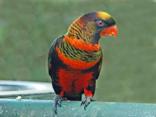 Dusky Lory