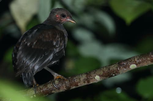 Dusky Megapode