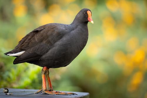 Dusky Moorhen