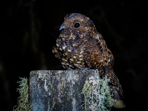 Dusky Nightjar