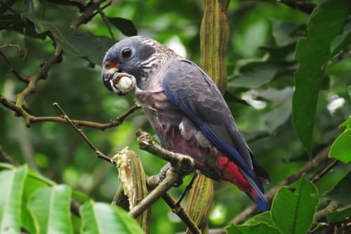 Dusky Parrot