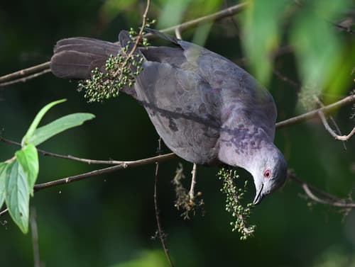 Dusky Pigeon