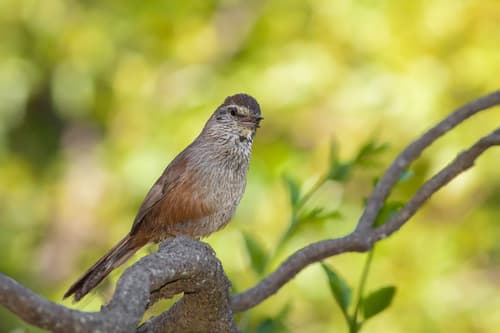 Dusky-tailed Canastero