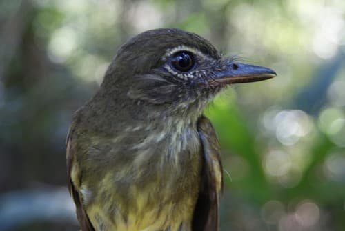 Dusky-tailed Flatbill