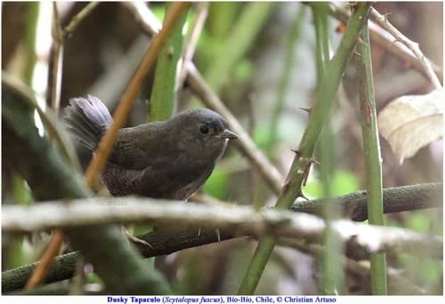 Dusky Tapaculo