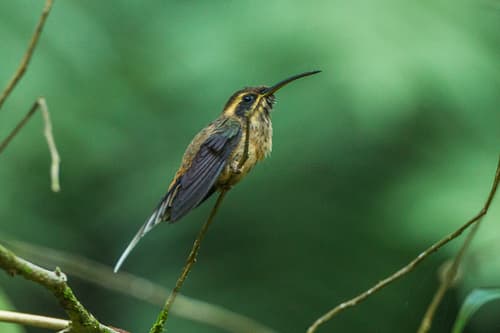 Dusky-throated Hermit