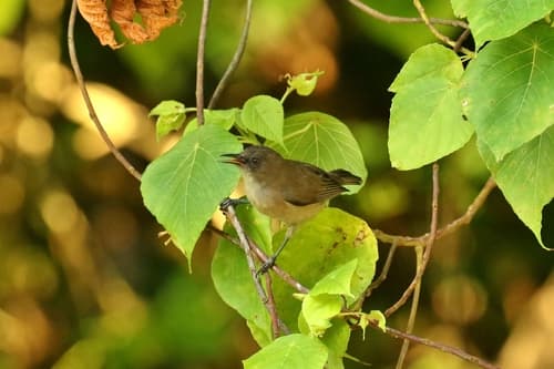 Dusky White-eye