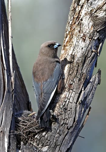 Dusky Woodswallow