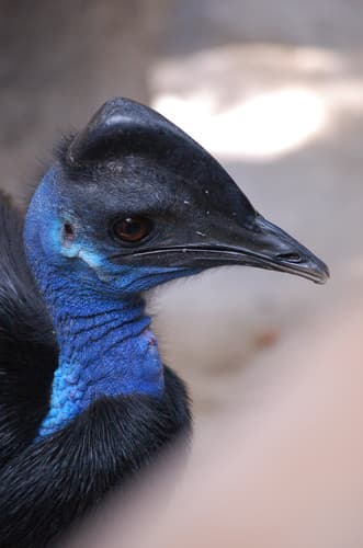Dwarf Cassowary