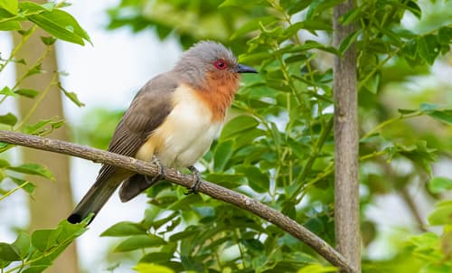 Dwarf Cuckoo