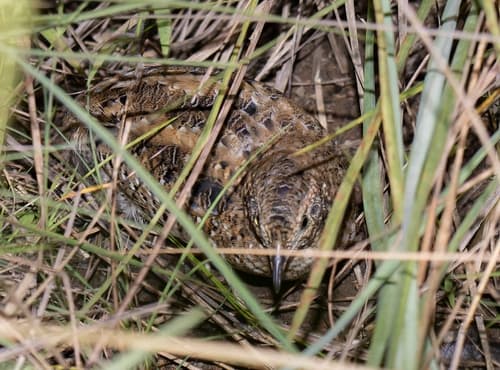 Dwarf Tinamou