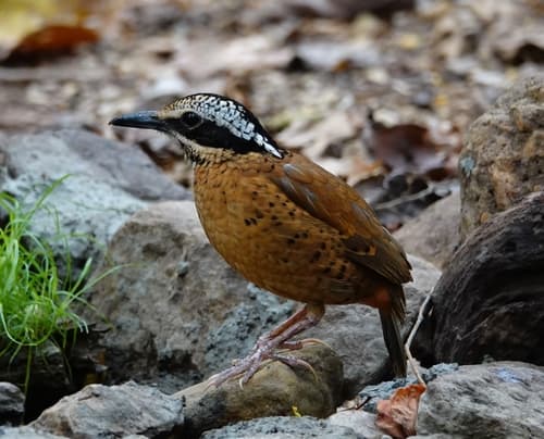 Eared Pitta