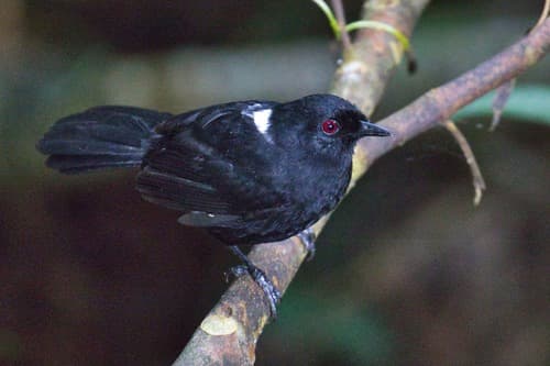 East Amazonian Fire-eye