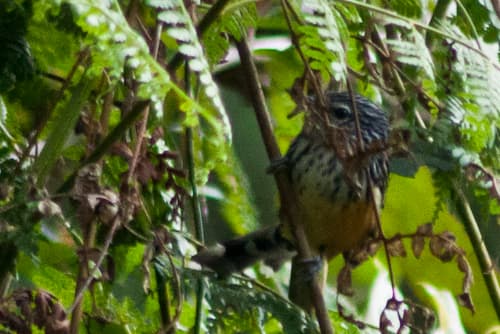 East Andean Antbird