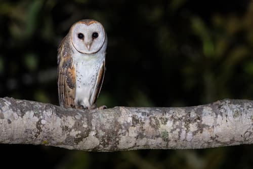 Eastern Barn Owl