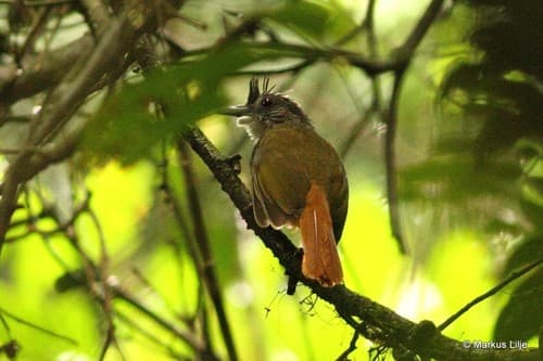 Eastern Bearded-Greenbul