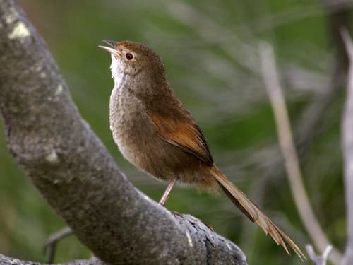 Eastern Bristlebird
