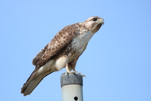 Eastern Buzzard