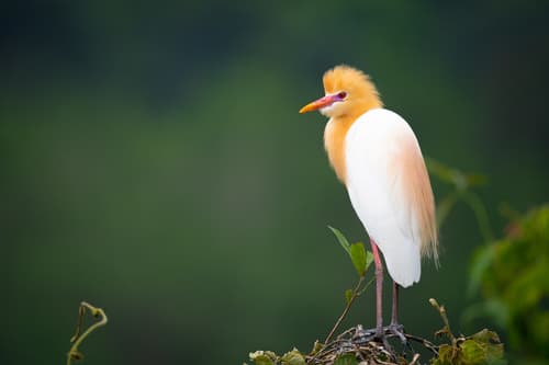 Eastern Cattle-Egret