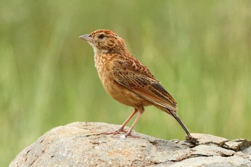 Eastern Clapper Lark