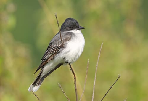 Eastern Kingbird