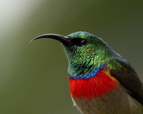 Eastern Miombo Sunbird