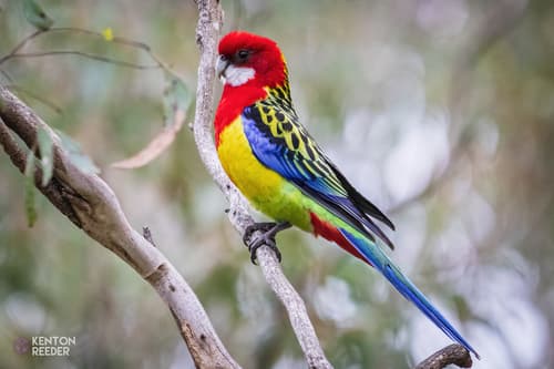 Eastern Rosella