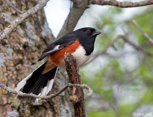 Eastern Towhee