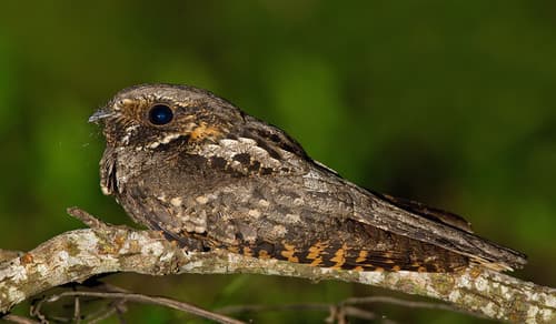 Eastern Whip-poor-will