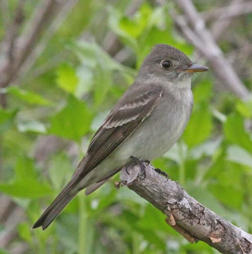 Eastern Wood-Pewee