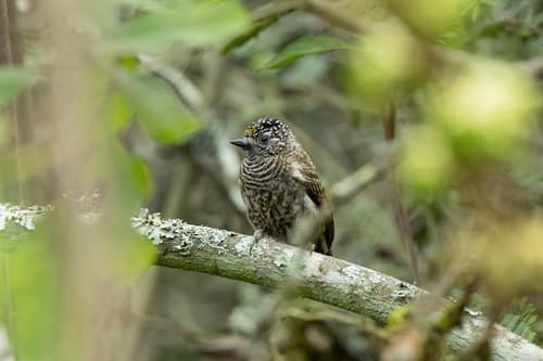 Ecuadorian Piculet