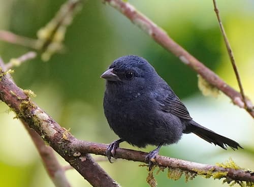 Ecuadorian Seedeater