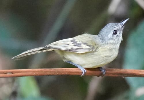 Ecuadorian Tyrannulet