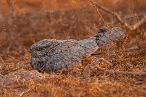 Egyptian Nightjar