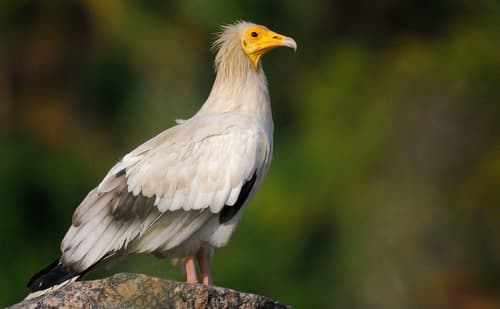 Egyptian Vulture