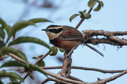 Elegant Crescentchest