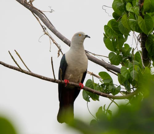 Elegant Imperial Pigeon