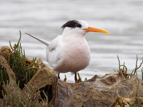 Elegant Tern