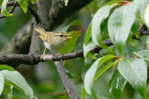 Emei Leaf Warbler