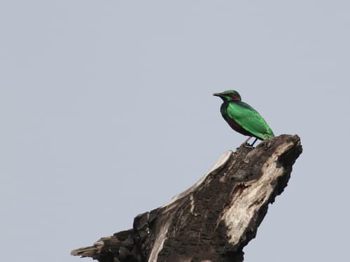 Emerald Starling