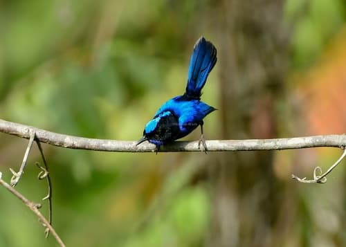 Emperor Fairywren