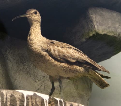 Eskimo Curlew