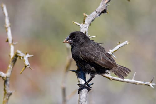 Española Ground-Finch