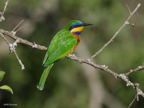 Ethiopian Bee-eater