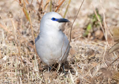Ethiopian Bushcrow