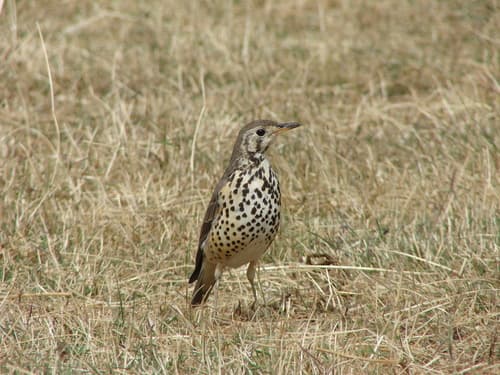 Ethiopian Thrush